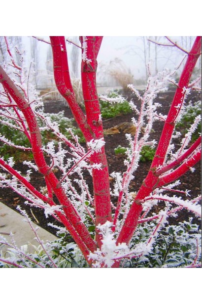 Японский клен Сангокаку (Acer palmatum 'Sangokaku') в зимний период.